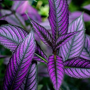 PRE-ORDER SALE - Purple Persian Shield Live indoor starter plant 2.5 x 4" pot houseplants