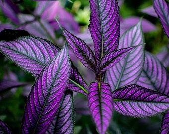 Purple Persian Shield Live indoor starter plant 2.5 x 4" pot houseplants