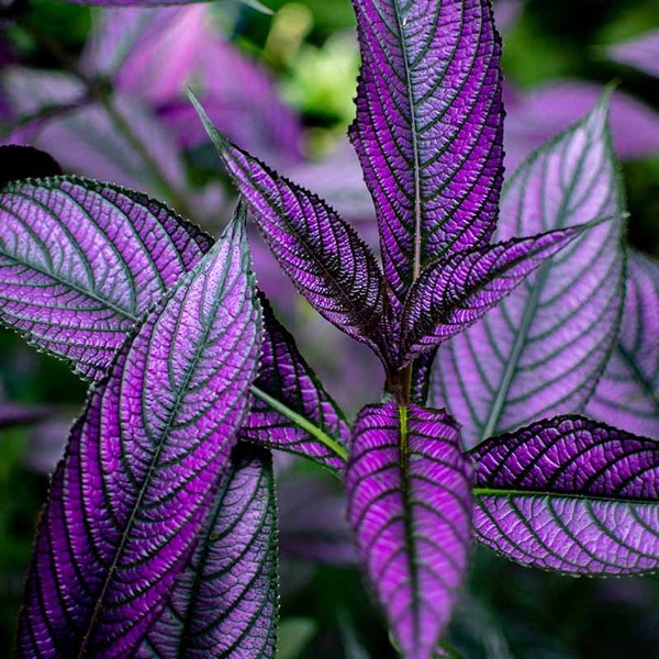 Purple Persian Shield Live indoor starter plant 2.5 x 4" pot houseplants