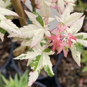 May include: Close-up of a Japanese maple tree with variegated leaves. The leaves are a mix of white, green, and pink.