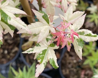 Orido Nishiki Japanese Maple Tree Cuttings Live Plant Perennial Shrubs Landscaping Plants No Roots Acer