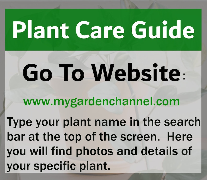 Pode incluir: Guia de cuidados com plantas verde e branco com o texto "Plant Care Guide" e "Go To Website: www.mygardenchannel.com". O texto abaixo do endere&ccedil;o do site instrui os usu&aacute;rios a digitar o nome de sua planta na barra de pesquisa no topo da tela para encontrar fotos e detalhes de sua planta espec&iacute;fica.
