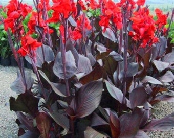 Dark Knight Canna Lily Plante tropicale pour aménagement paysager (Plante vivante) Bulbe Rhizome Tubercule