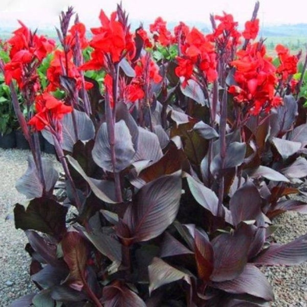 Dark Knight Canna Lily Tropical Looking Plant For Landscaping (Live Plant) Bulb Rhizome Tuber