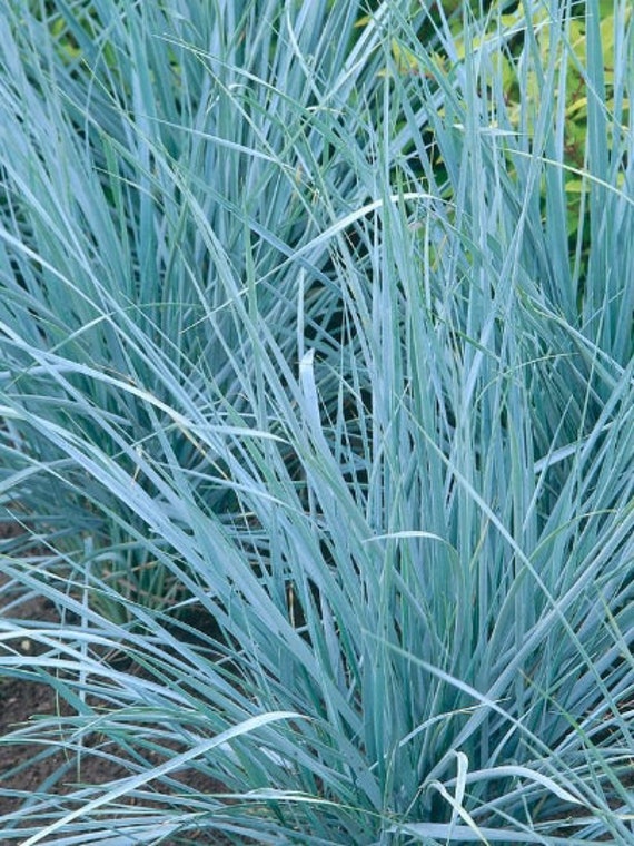 Blue Dune Leymus Grass Wheat Head Perennial Ornamental 1 Live Plant  Clumping - Etsy