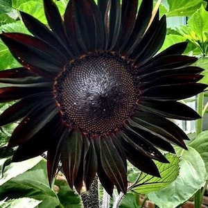 Sunflower Seeds Black Beauty Flowers Organic Flower Seed USA Grown (25)