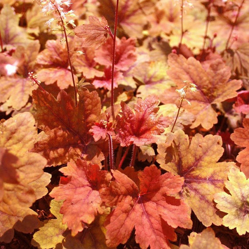 May include: Close-up of a plant with large, textured leaves in shades of red, orange, and yellow. The leaves have a unique shape with multiple lobes and veins. Some stems with small white flowers are visible.