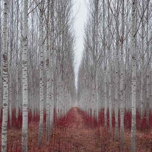 Silver White Poplar Cuttings Tree Fresh Fragrant Plant Cut on Order.  Zones 3-9 Best.  May be dormant Winter thru Spring