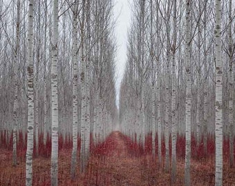 Boutures de peuplier blanc argenté arbre plante fraîche parfumée coupée sur commande. Zones 3-9 Meilleur. Peut être dormant de l'hiver au printemps