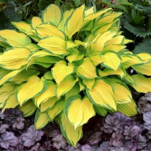 May include: A close-up of a hosta plant with bright yellow leaves with green edges. The plant is in a garden setting.