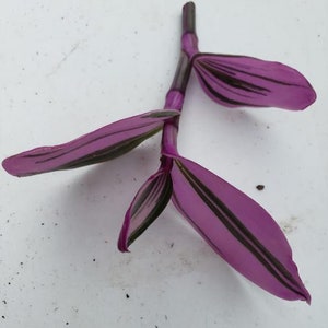 Pode incluir: Um close-up de uma planta roxa e verde com folhas longas e finas. A planta est&aacute; sobre um fundo branco.