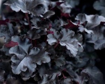 Black Obsidian Heuchera with Flowers Perennial Live Plant