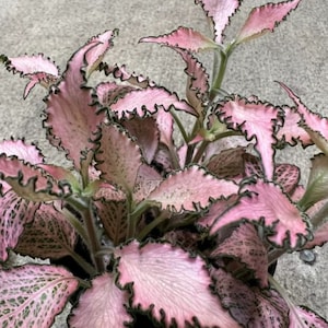 Rooted PP Pink Plant Rare Houseplants Live in Pot Indoor Plants Collector Prefers Low Light