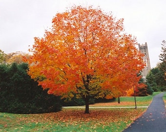 Orange Sugar Maple Tree Live Plant 4-8 inch Seedling Fast Growing Trees Outstanding Fall Color