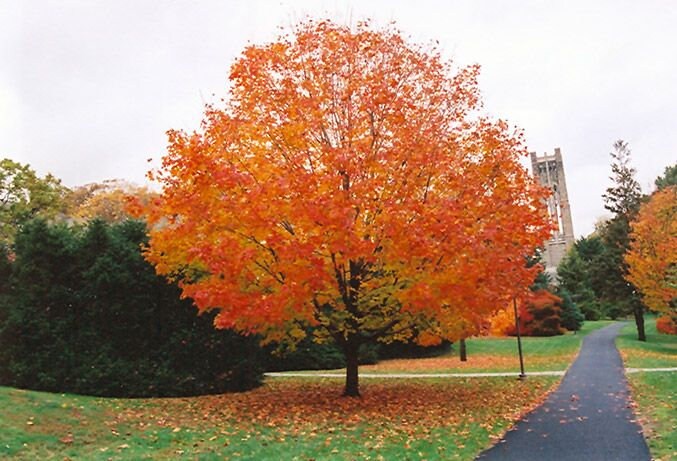 2 Pack Orange Sugar Maple Tree Live Plant 1-2’ foot Fast Growing Trees Outstanding Fall Color