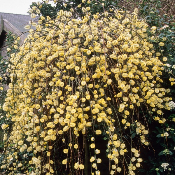 Cuttings Weeping Pussy Willow Salix caprea pendula Tree Shrubs Fresh Flower Stems Upon Order No Roots Traditional Gray