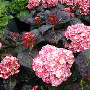 Rare Miss Saori Hydrangea Plant Live Landscaping Plants Perennial Shrubs Red Leaves