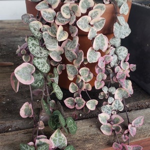 May include: A trailing plant with heart-shaped leaves in a terracotta pot. The leaves are green with white speckles and have a pink hue around the edges.