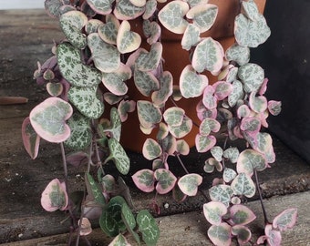 Pink Variegated String of Hearts Houseplant succulent