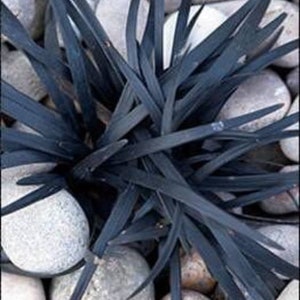 BLACK Mondo Grass Perennial Ornamental 1 Live Plant SPRING Shipping Landscaping plants