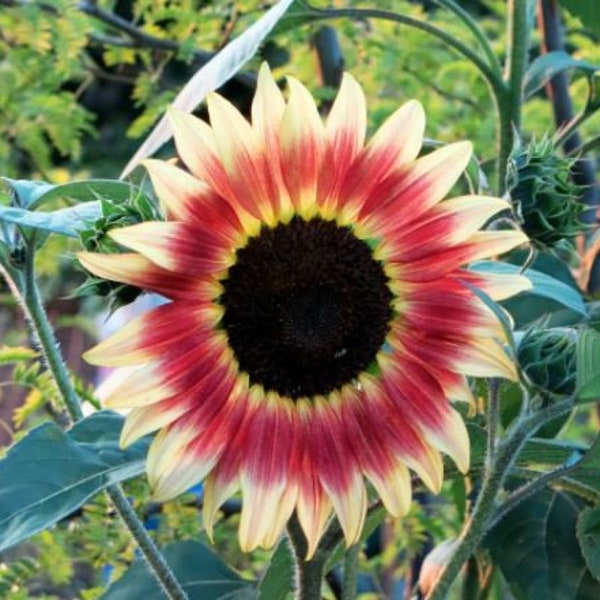 Sunflower Seeds Gypsy Charmer Tricolor Flowers Organic Flower Seed USA Grown (25)