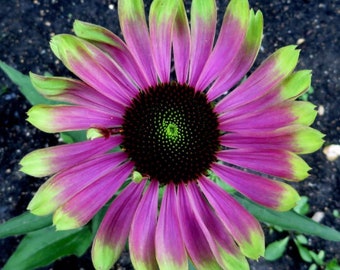 Echinacea GREEN TWISTER Flowers Perennial Live Plant Summer Spring Flower FULL Sun Coneflower