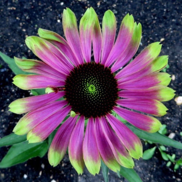 Echinacea GREEN TWISTER Flowers Perennial Live Plant Summer Spring Flower FULL Sun Coneflower