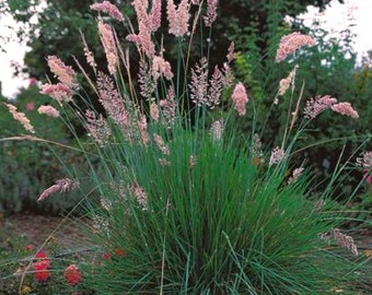 Ruby Pink Fountain Grass ppp Perennial Ornamental 1 Live Plant Clumping Fast Growing Plants