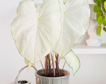 Florida Moonlight Plant Caladium Flower Bulb PPP Plants - Stunning Easy To Grow Perennial Flower - White Beauty