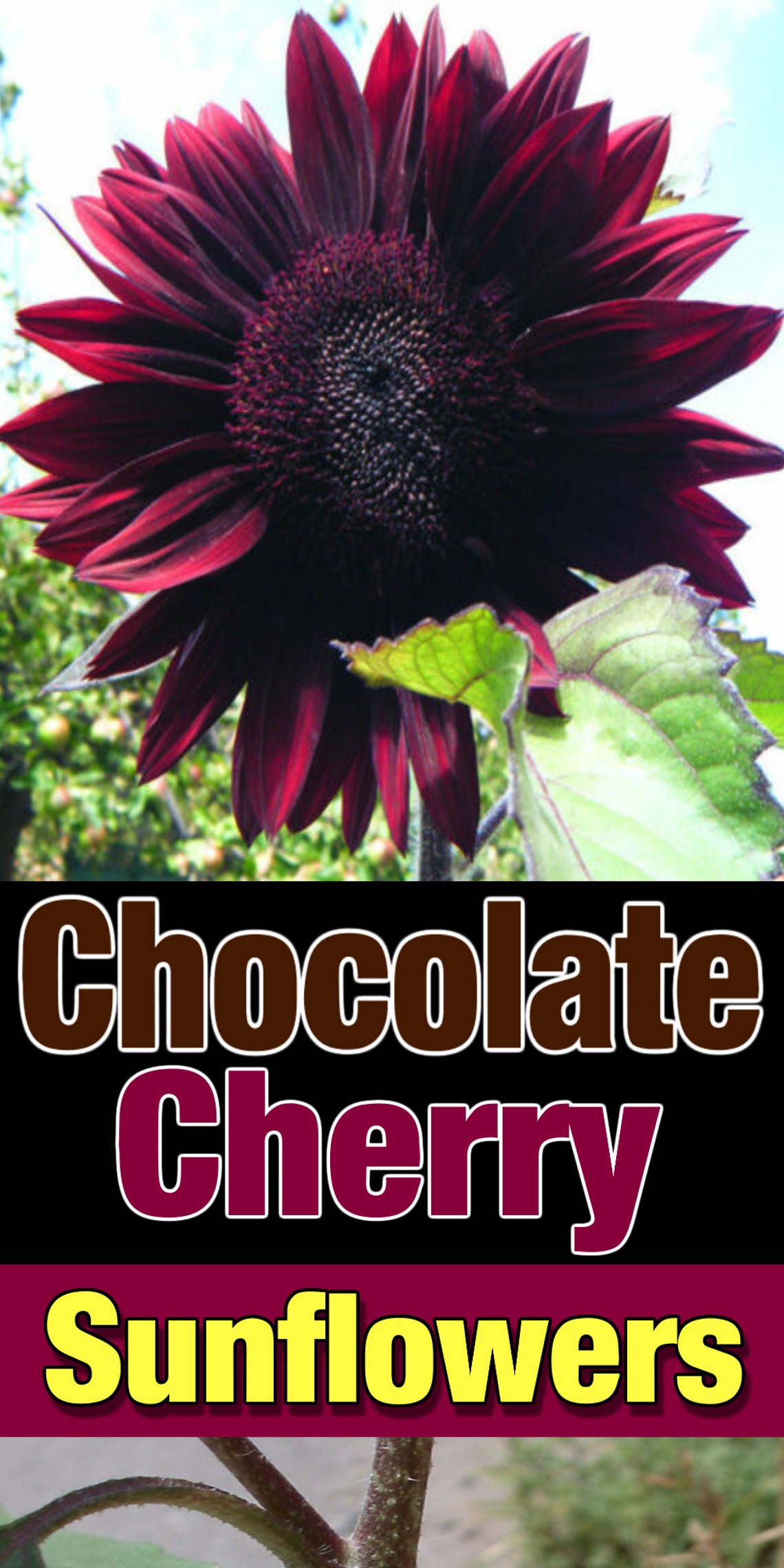 Sunflower Seeds Chocolate Cherry Flowers Organic Flower Seed Etsy