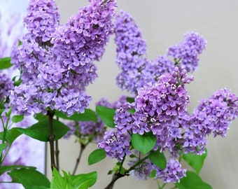 Purple Lilac Cuttings Fresh Plant Cut on Order.  Zones 3-8 Best.  May be dormant Winter thru Spring