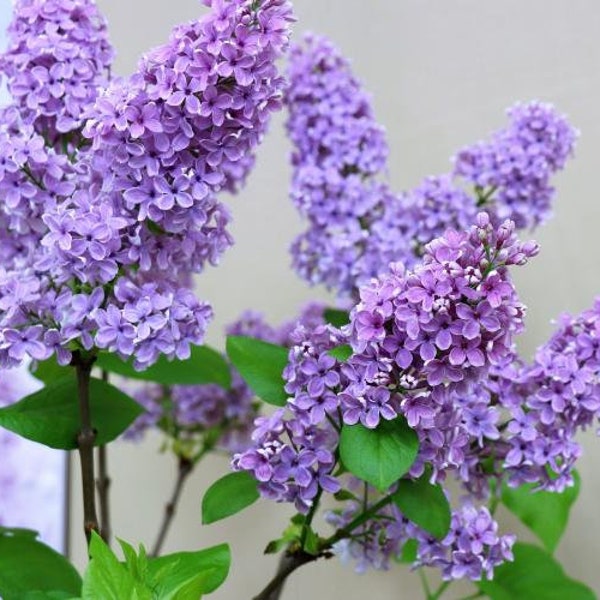 Purple Lilac Cuttings Fresh Plant Cut on Order.  Zones 3-8 Best.  May be dormant Winter thru Spring