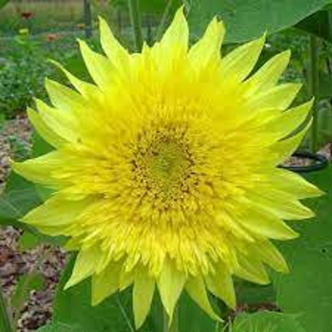 Sunflower Seeds Lemon Aura Beauty Flowers Organic Flower Seed USA Grown