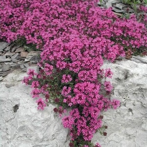 May include: A close-up of a pink flowering ground cover plant growing over a large, gray rock. The plant is in full bloom, with many small, pink flowers.