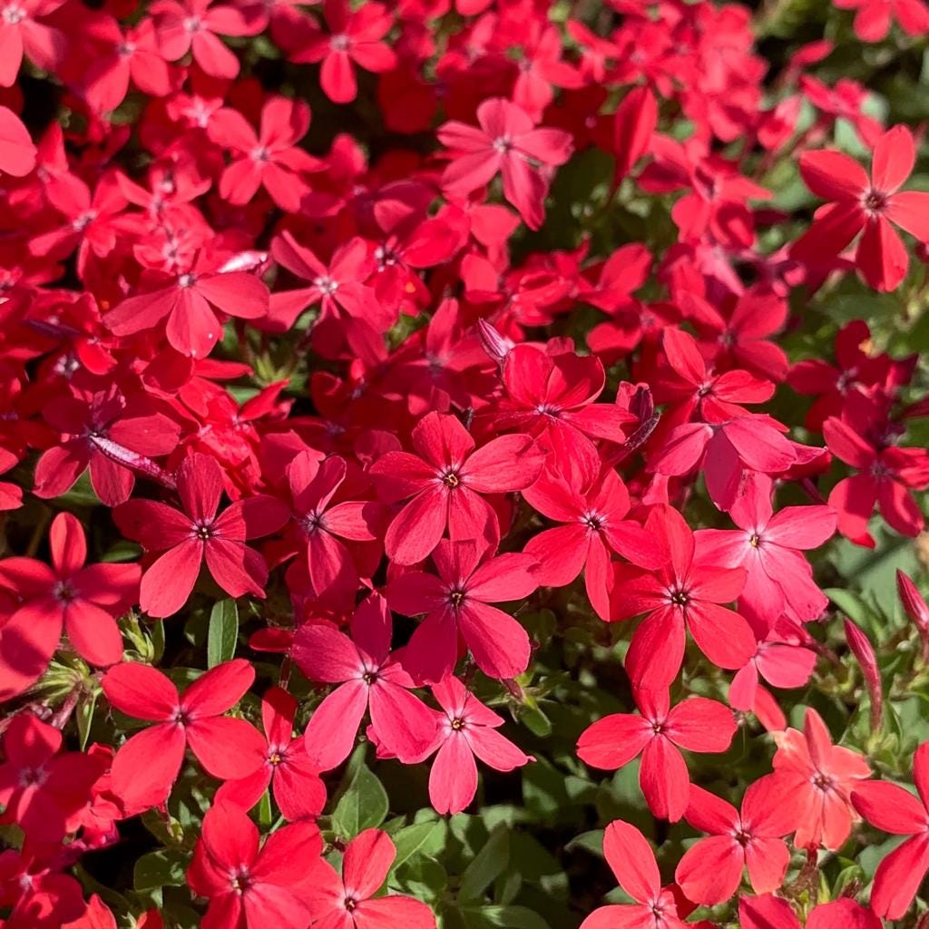 Pre-order SALE - 5 PACK Scarlet Flame Red Phlox Ground Cover