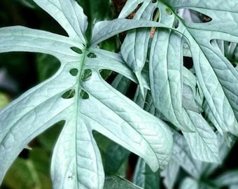 Silver Spiderman Monstera Trailing House Plant