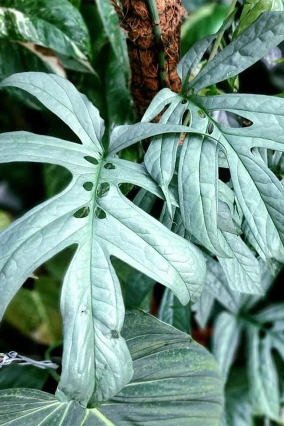 thai monstera plant Monstera Thai Constellation in 6 Pot | Rare Variegated Thai Monstera for  sale