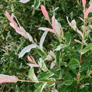 May include: A close-up of a variegated willow tree with pink catkins. The leaves are green with white variegation.