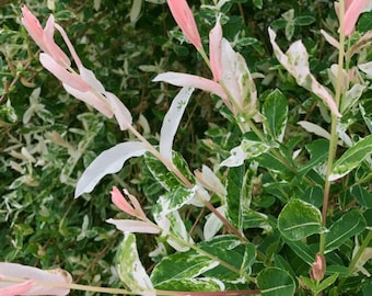 Pink Flamingo Cuttings Hakuro Nishiki Japanese Dappled Willow Tree Salix Shrubs Fresh Flower Stems Upon Order No Roots Rare