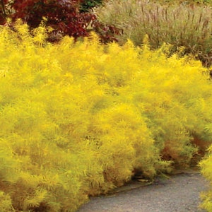 Gold Bush in Fall called Blue Star Amsonia Blue Flowers in The Spring Golden Yellow in the Fall