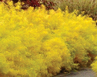 Gold Bush in Fall called Blue Star Amsonia Blue Flowers in The Spring Golden Yellow in the Fall