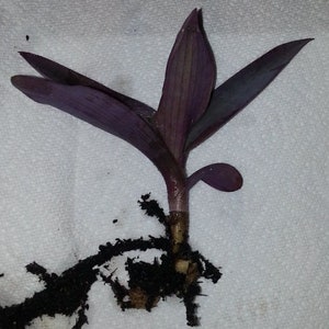 Purple Heart Cuttings Tradescantia pallida House Plants Live Plant Houseplants Black Purple Wandering Jew Inch Plant image 2