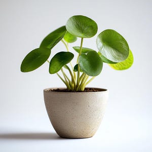 May include: A small potted plant with vibrant green, round leaves. The plant is in a beige, textured ceramic pot. The plant's stems are a pale yellow-green color, and the soil is visible at the top of the pot.