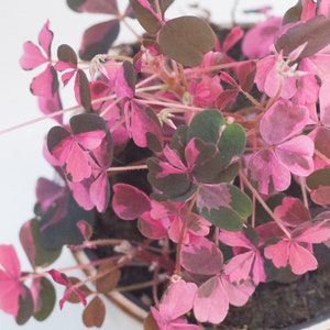 Plum Crazy Shamrock Oxalis Variegated Houseplant