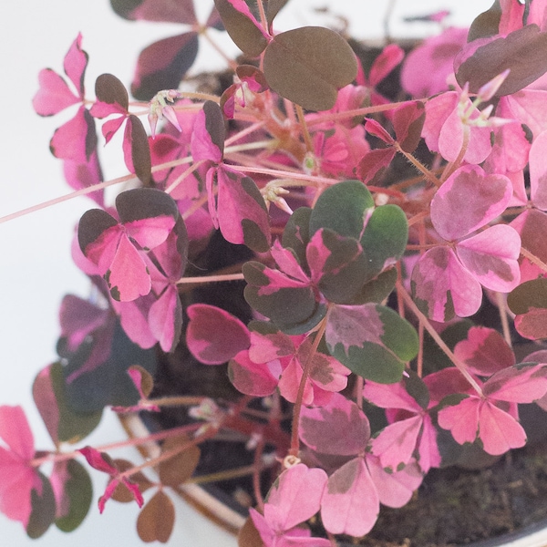 Planta de interior abigarrada Oxalis de trébol loco ciruelo