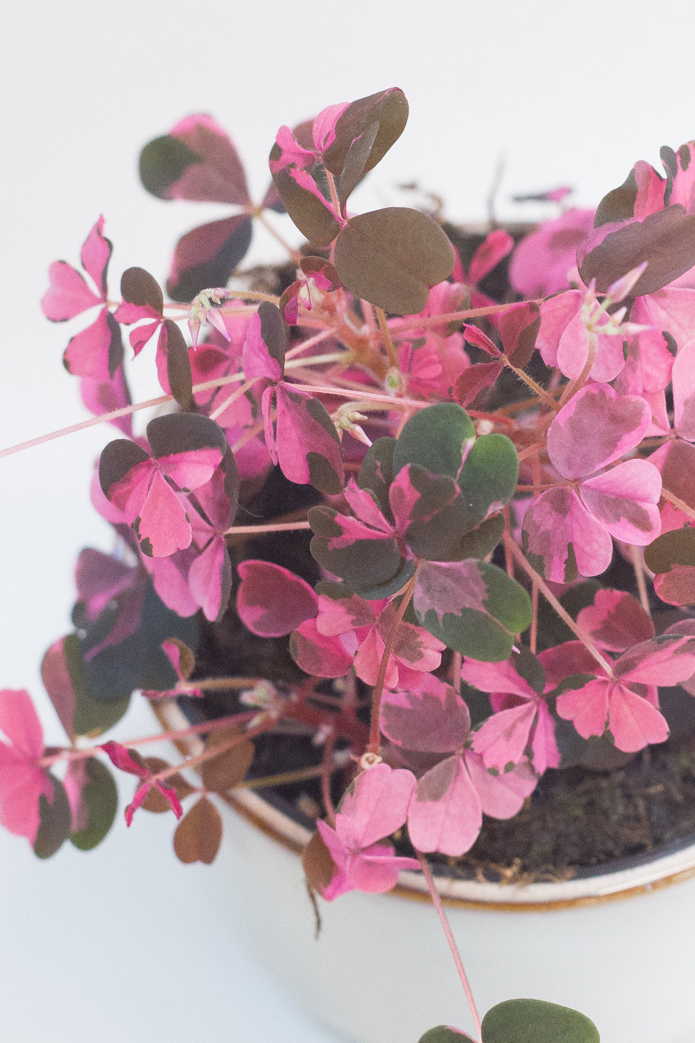 Plum Crazy Shamrock Oxalis Variegated Houseplant - Etsy
