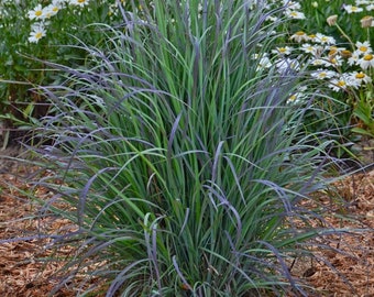 Rare Cold Hardy Twilight Zone Grass Panicum Tall Grows 4' Feet Perennial Ornamental 1 Live Plant Clumping Zones 3-9