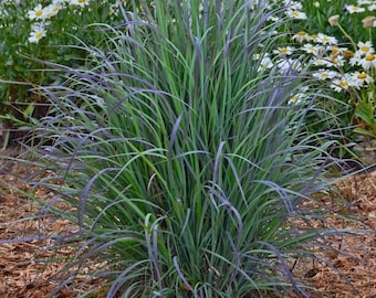 PRE-ORDER SALE - Rare Cold Hardy Twilight Zone Grass Schizachyrium scoparium Tall Grows 3' Feet Perennial Ornamental Clumping Zones 3-9