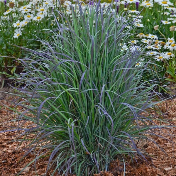 Rare Cold Hardy Twilight Zone Grass Panicum Tall Grows 4' Feet Perennial Ornamental 1 Live Plant Clumping Zones 3-9