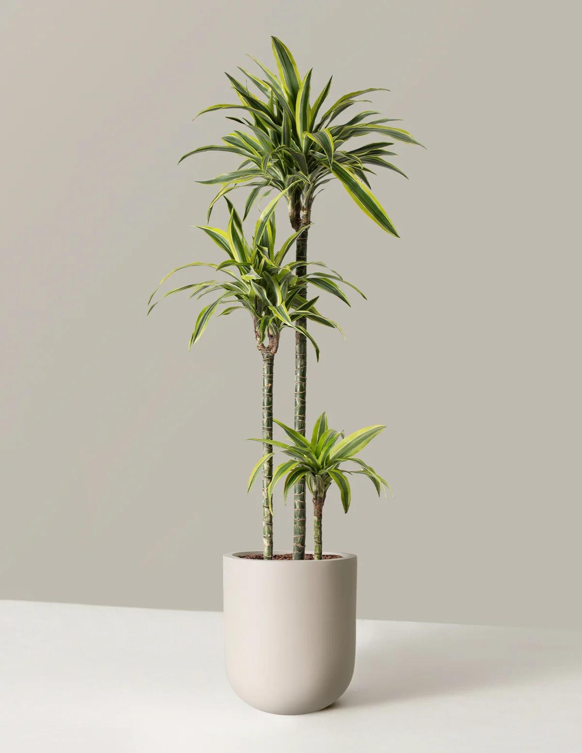 CLEARANCE Lemon Lime Dracaena Warneckii Houseplants Live House